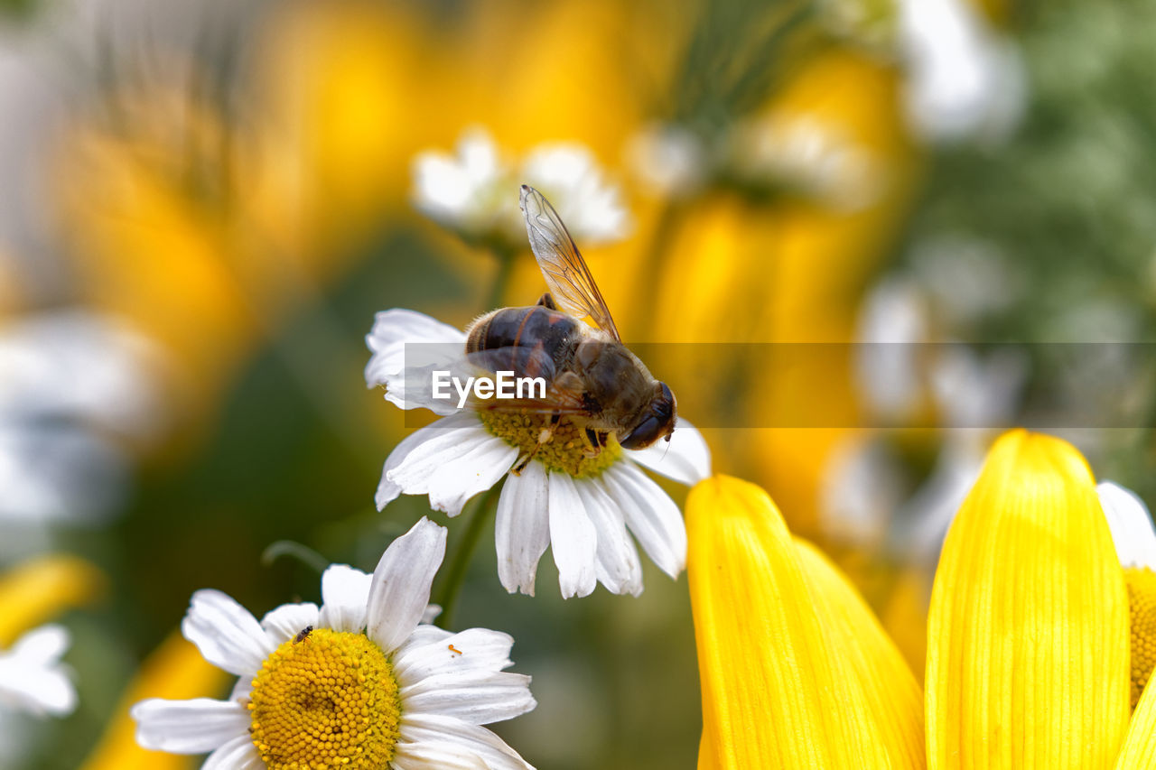 CLOSE-UP OF BEE ON YELLOW FLOWERING PLANT