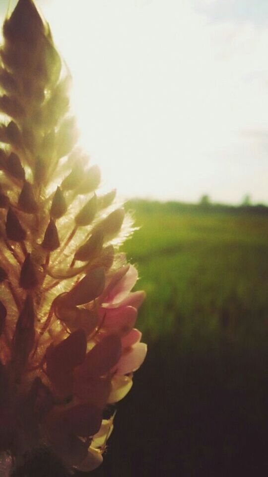 CLOSE-UP OF FLOWER GROWING IN FIELD AGAINST SKY