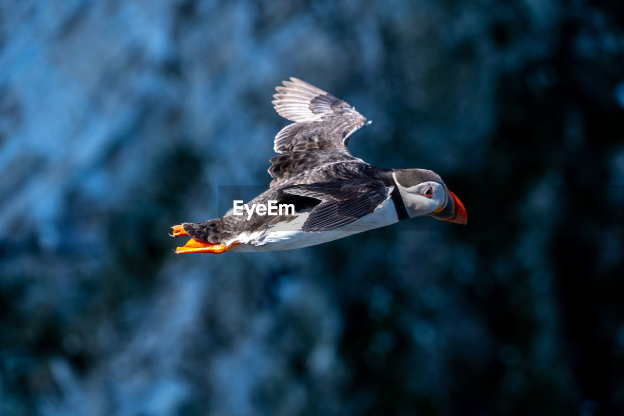 bird, animal wildlife, animal themes, animal, wildlife, flying, one animal, spread wings, bird of prey, animal body part, mid-air, nature, puffin, beak, motion, no people, outdoors, seabird, animal wing, focus on foreground, eagle, wing