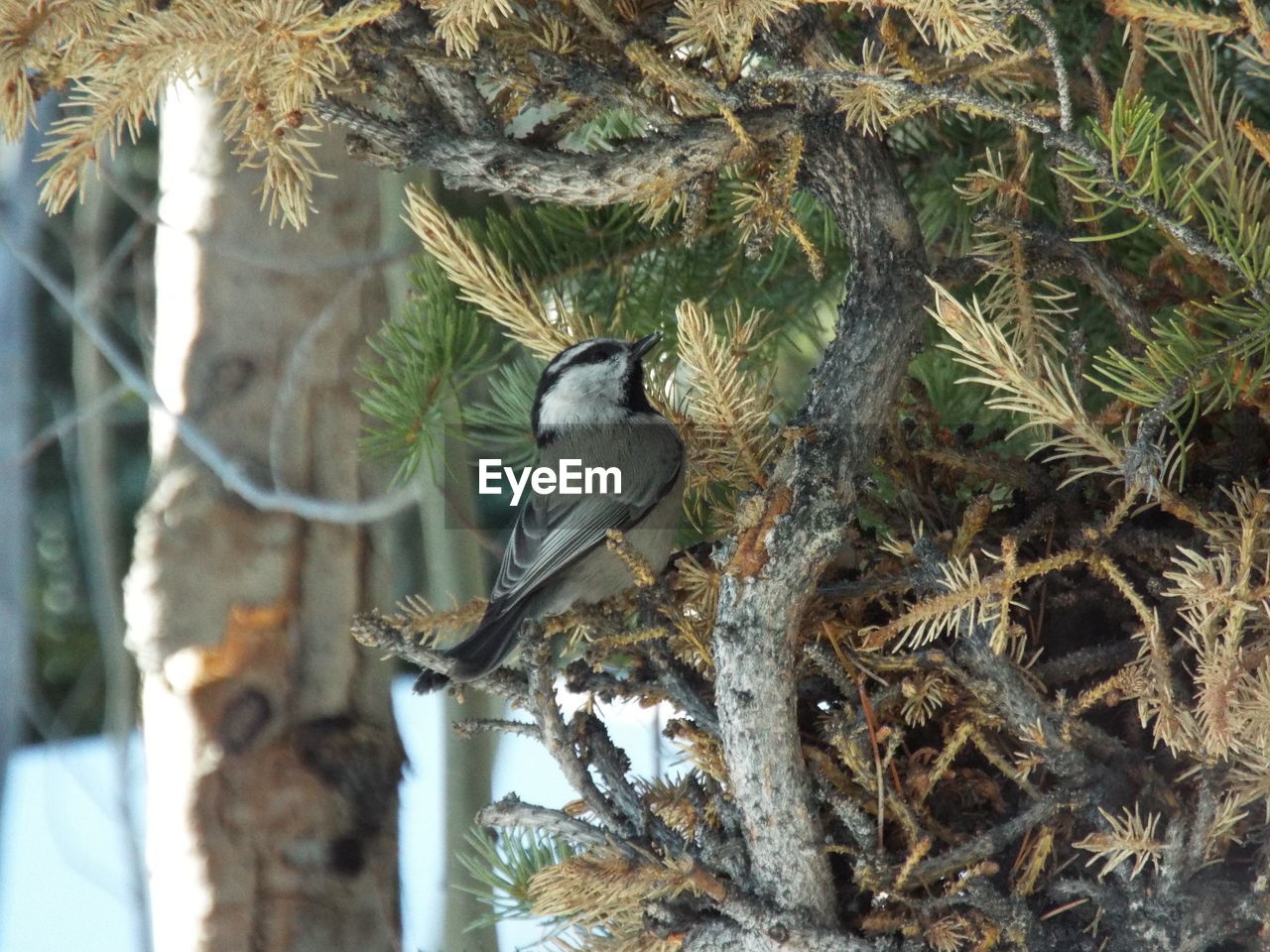 BIRD PERCHING ON TREE