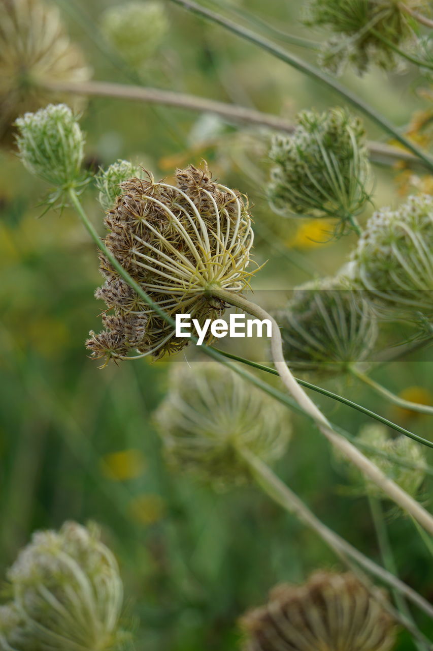 plant, flower, nature, beauty in nature, flowering plant, close-up, wildflower, growth, freshness, no people, prairie, focus on foreground, outdoors, macro photography, food, fragility, green, thistle, environment, meadow, day, selective focus, food and drink, land, vegetable, social issues, animal wildlife, summer, plant part, leaf, botany, tranquility, tree, outdoor pursuit, pinaceae, environmental conservation