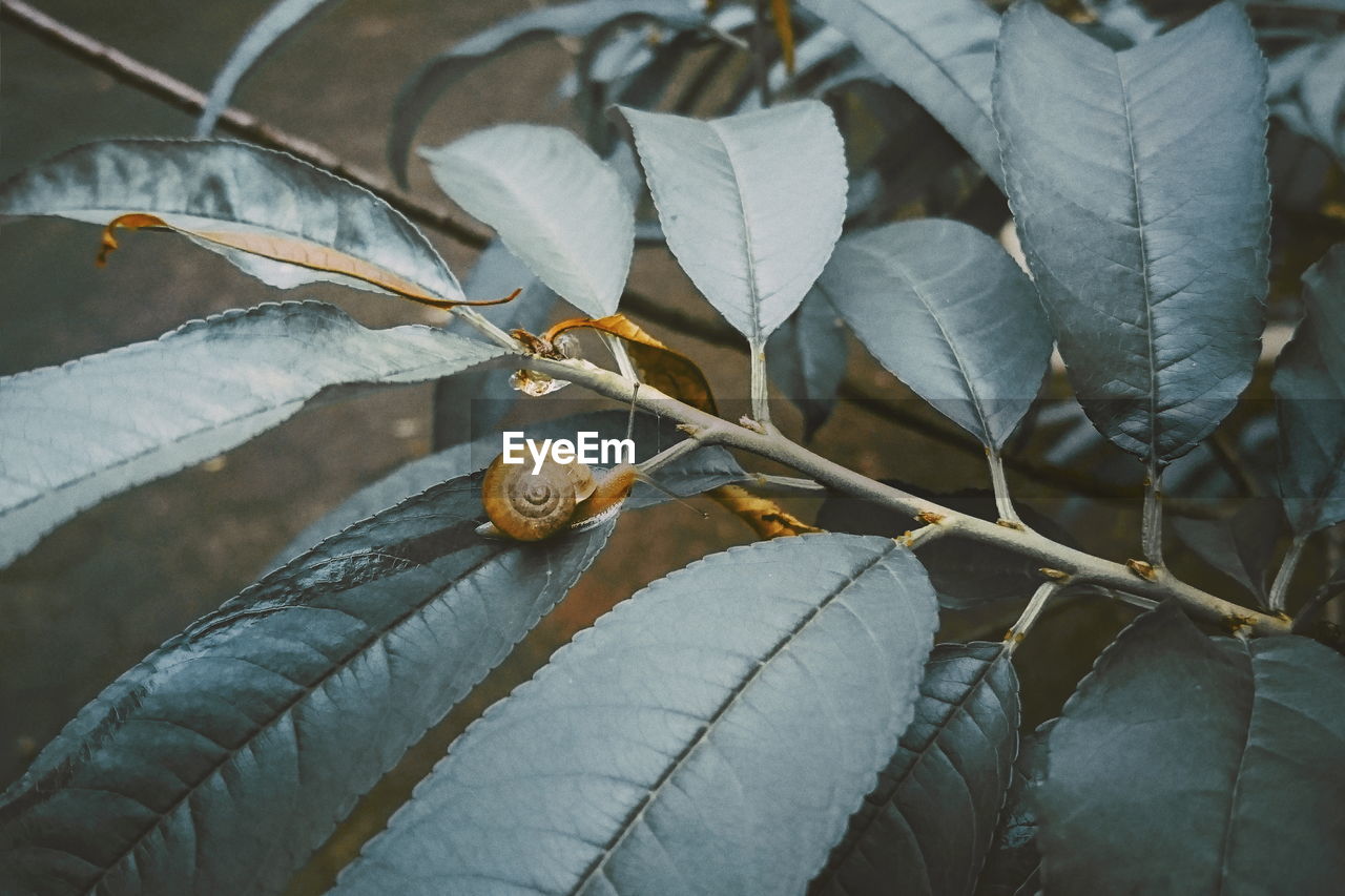 CLOSE-UP OF A DRY LEAVES