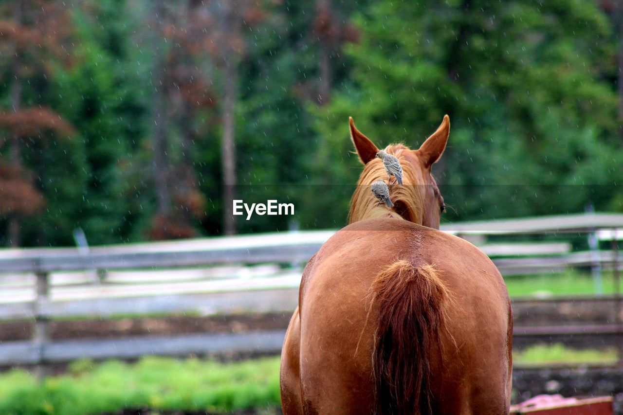 Close-up of a horse in the field