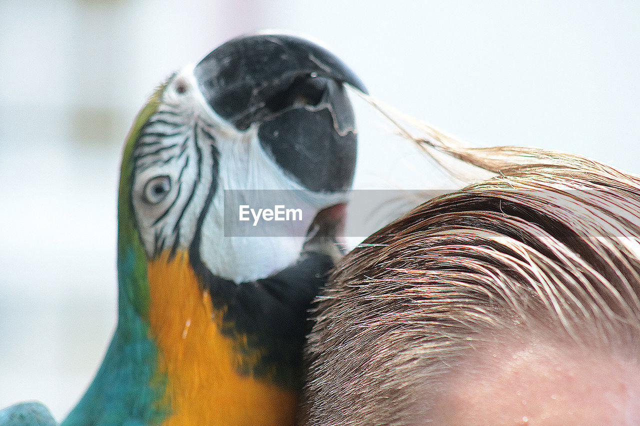 CLOSE-UP OF PEACOCK