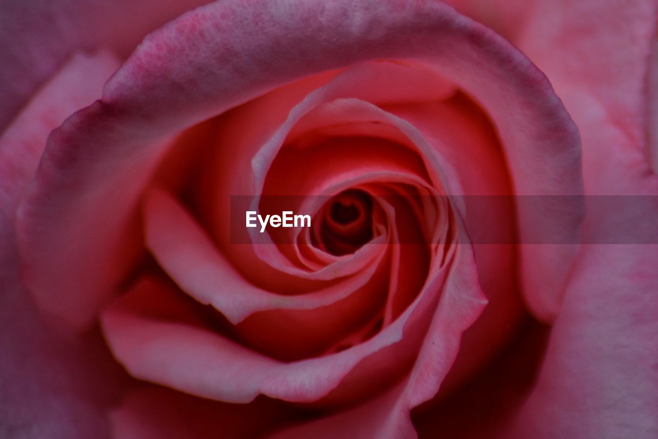 CLOSE-UP OF ROSE IN RED FLOWER