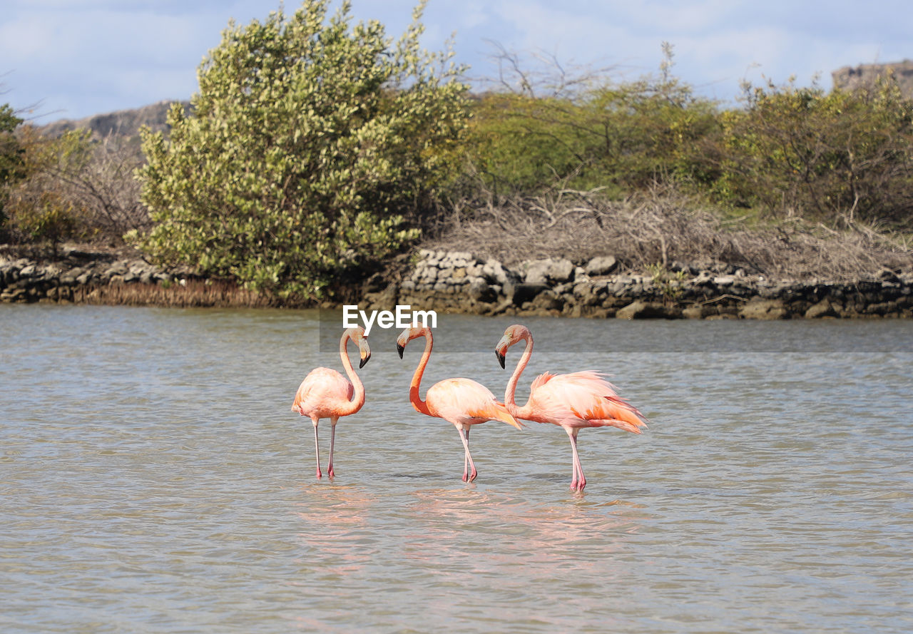 SIDE VIEW OF BIRDS IN WATER