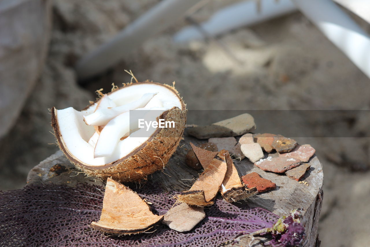 nature, no people, day, land, close-up, outdoors, focus on foreground, beach, animal, food, food and drink, wood, sand