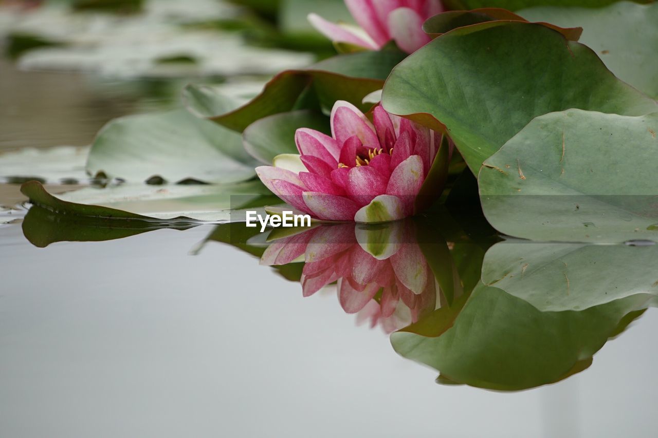 CLOSE-UP OF PINK LOTUS WATER LILY