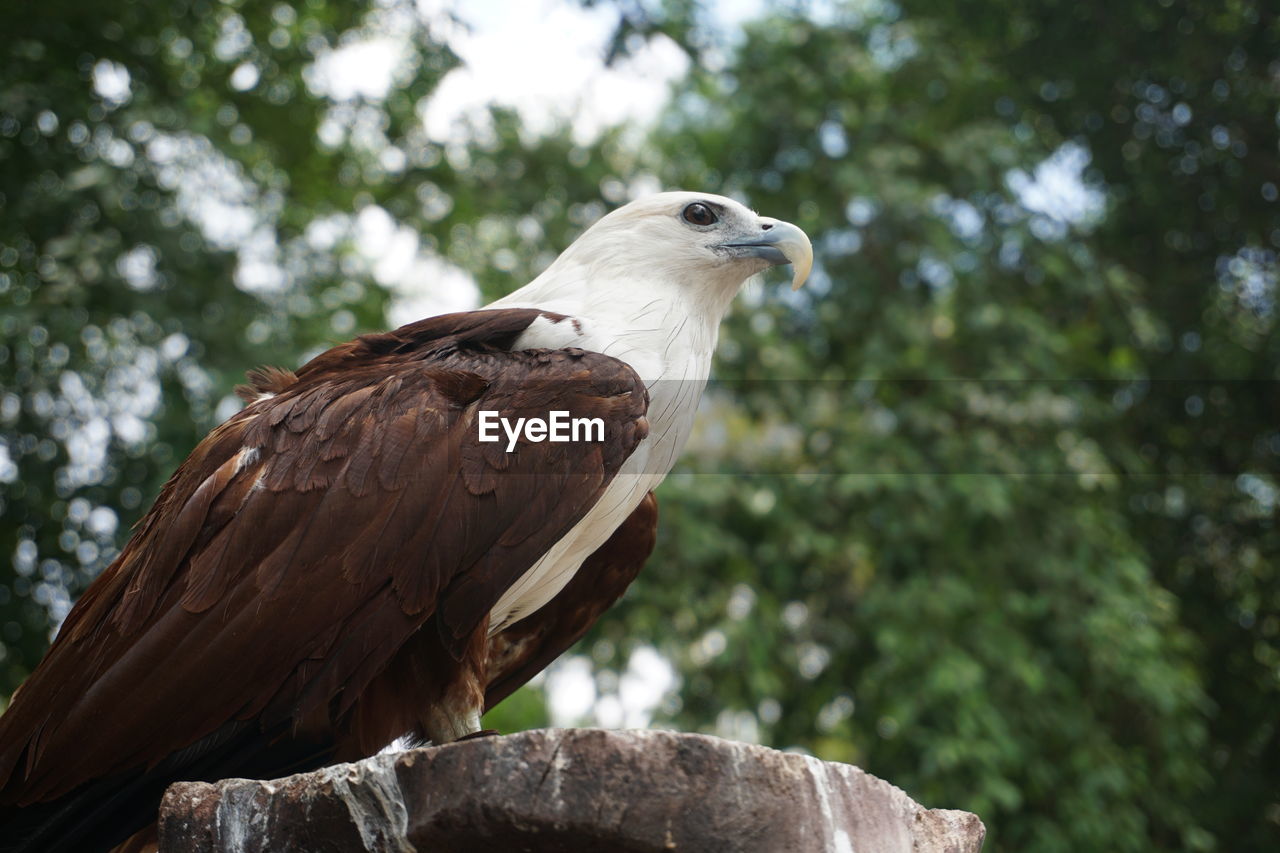 Close-up of eagle perching on wooden post