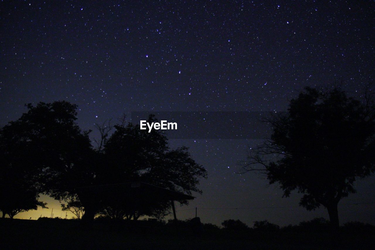 Low angle view of silhouette trees against star field in sky at night