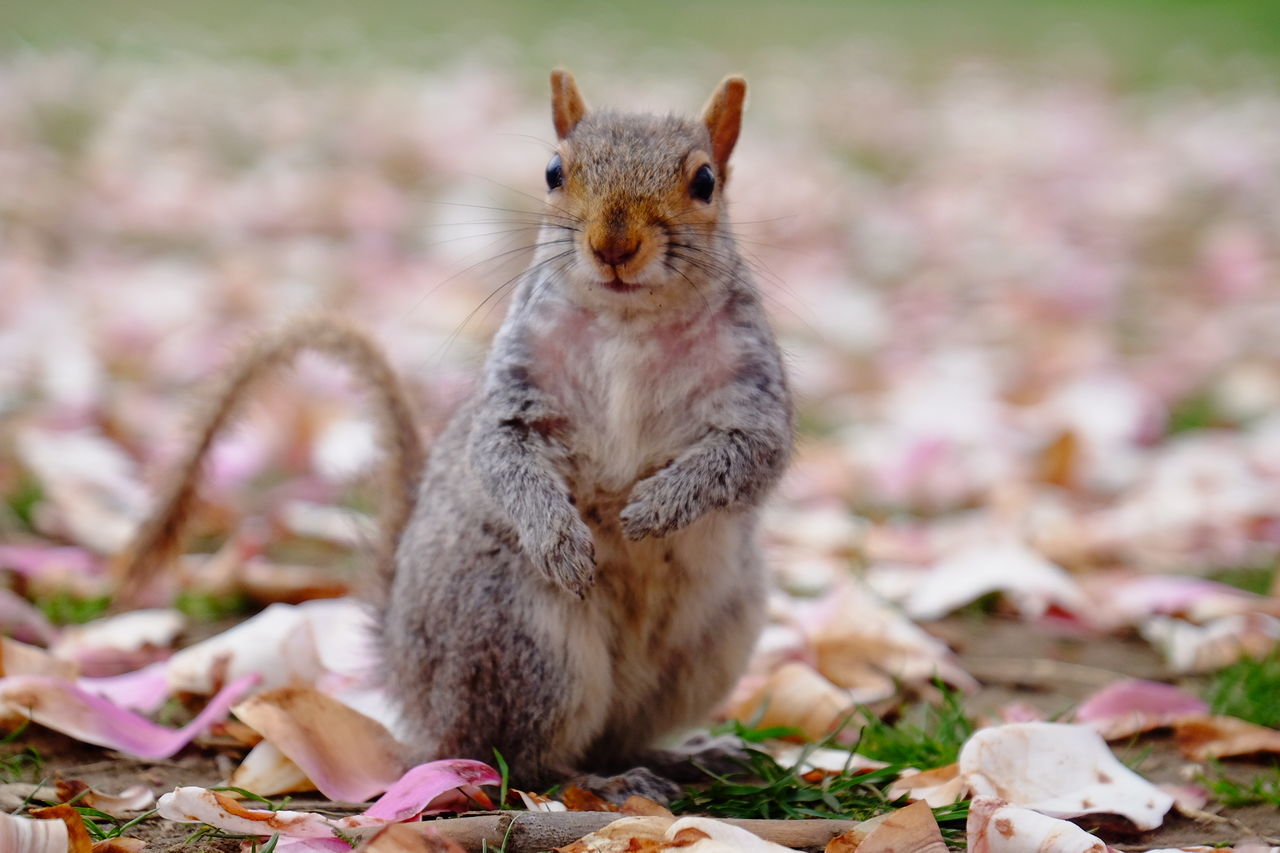 CLOSE-UP OF SQUIRREL ON FIELD