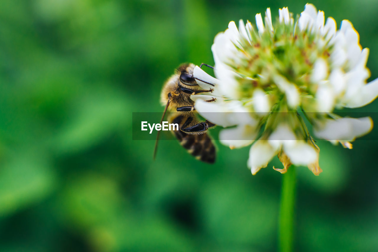 CLOSE-UP OF HONEY BEE ON FLOWER