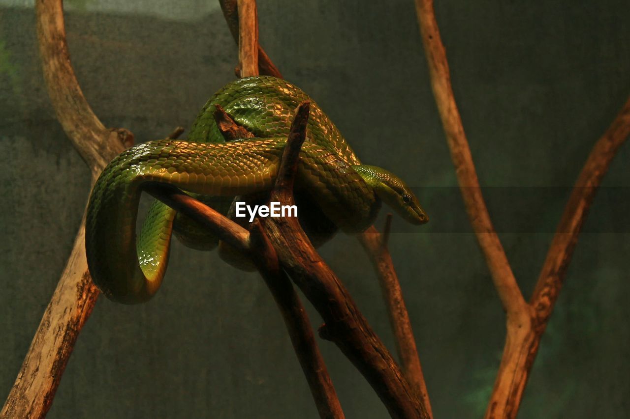 Close-up of lizard on branch