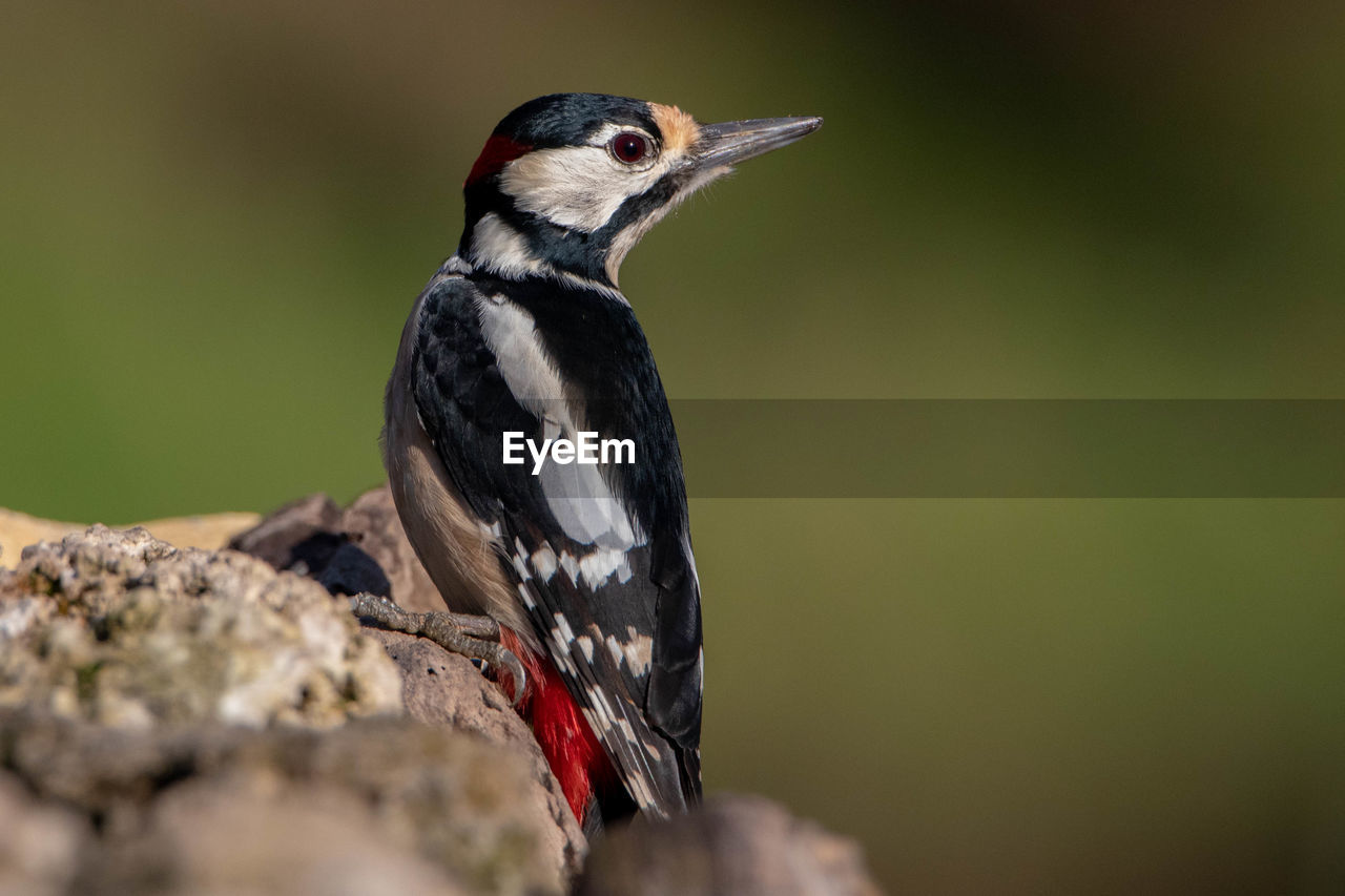 animal themes, animal, bird, animal wildlife, wildlife, one animal, beak, close-up, woodpecker, nature, perching, no people, full length, selective focus, side view, focus on foreground, tree, black, day, outdoors, rock, beauty in nature, songbird, multi colored