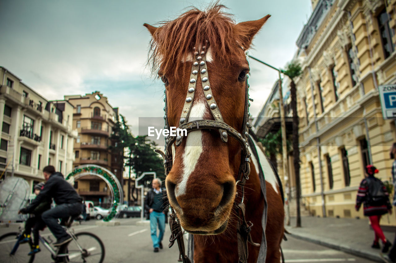 Horse riding in city
