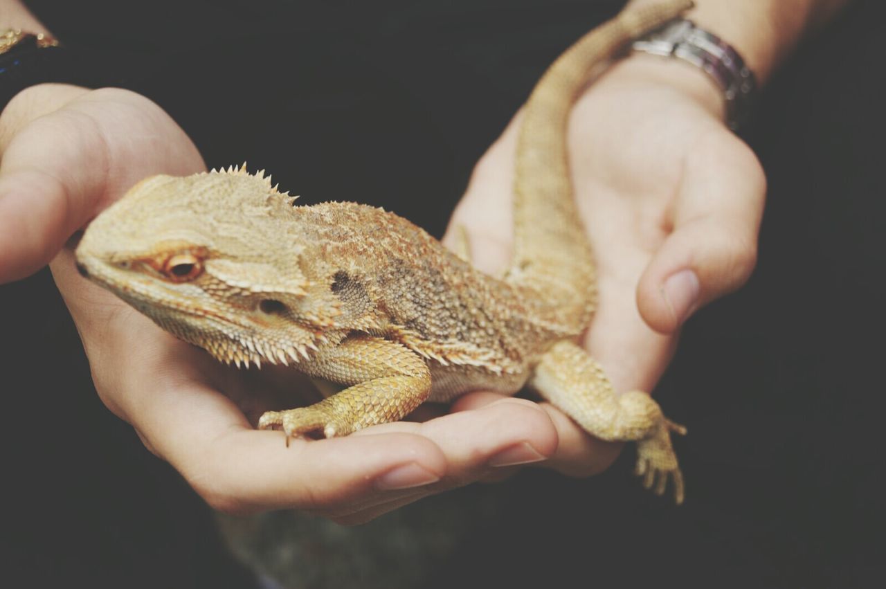 Cropped hands holding lizard