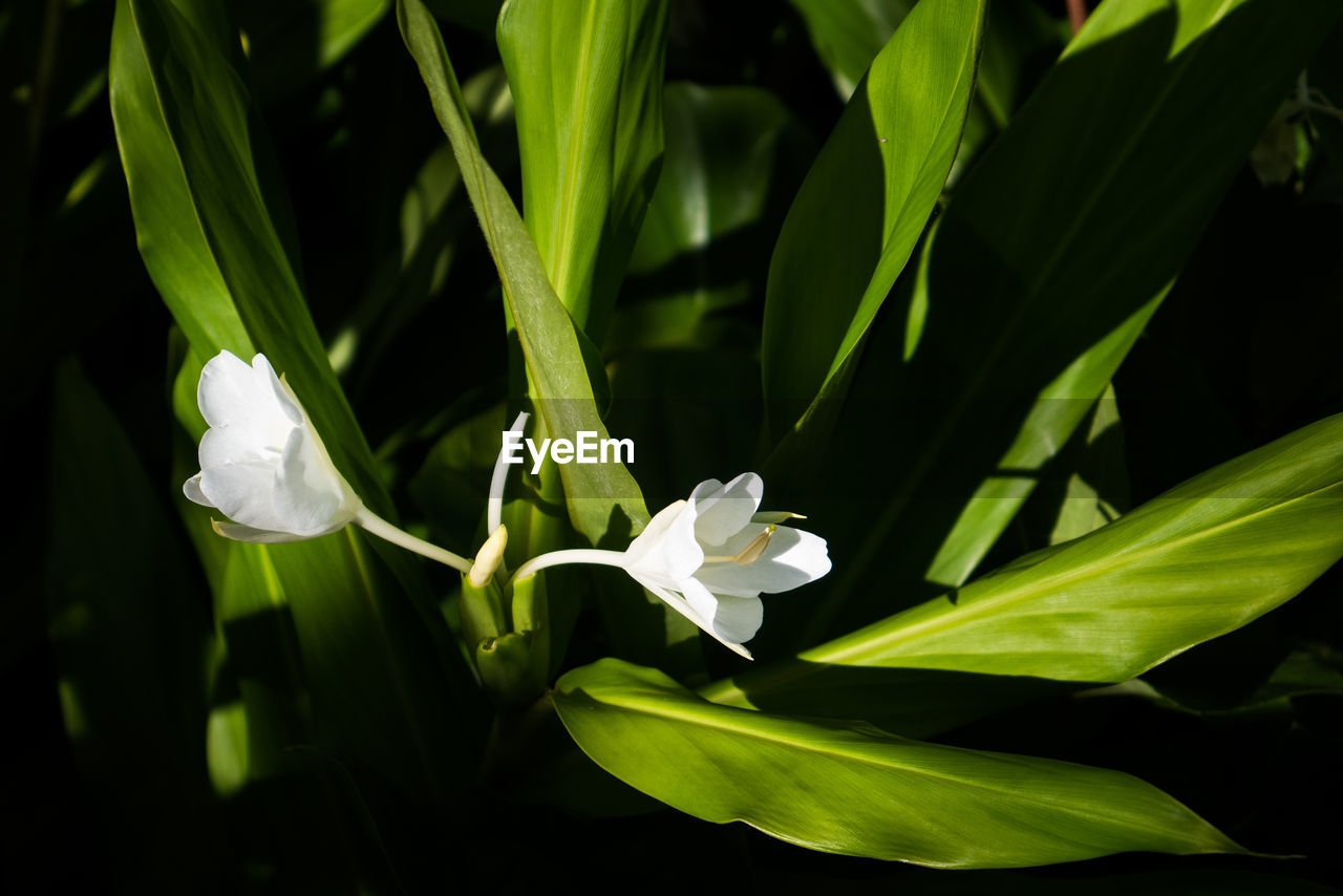 CLOSE-UP OF WHITE FLOWERS