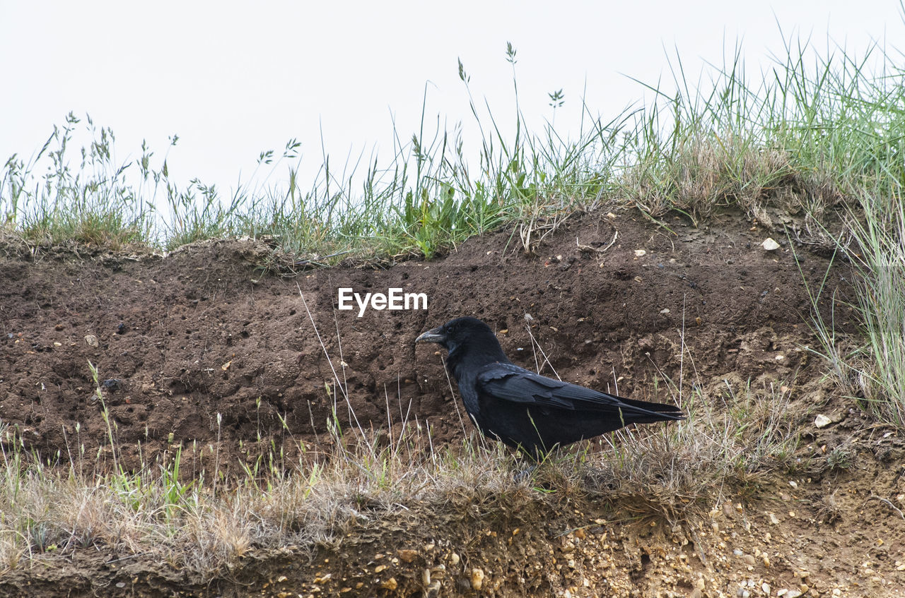 BIRD ON GRASS FIELD AGAINST SKY