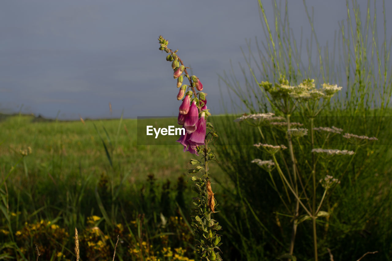 Close-up of pink flowering plant on field against sky