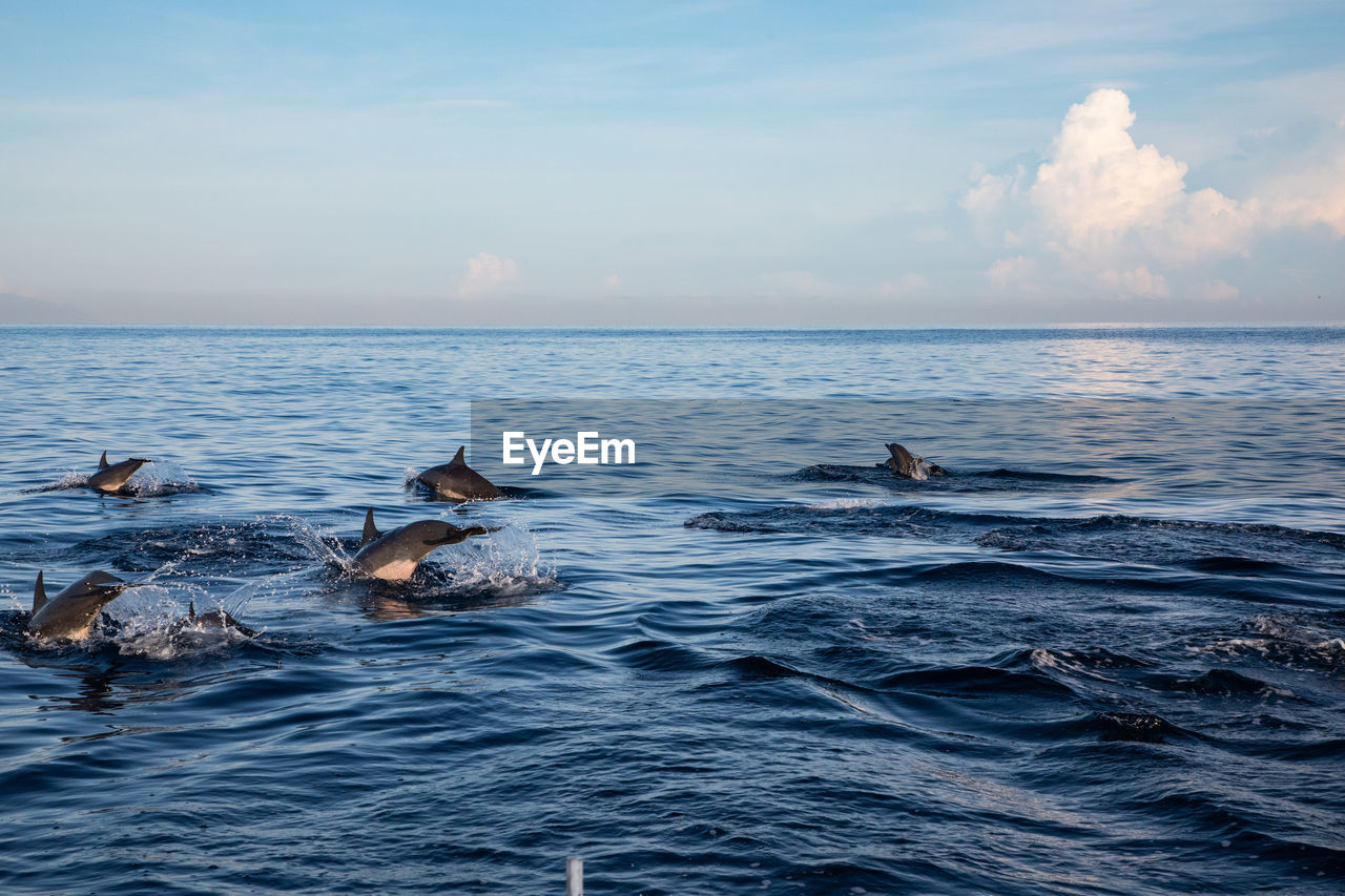 BIRDS SWIMMING IN SEA