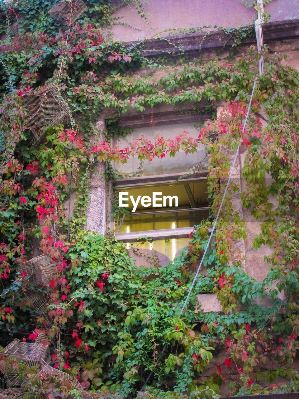 IVY GROWING ON PLANTS