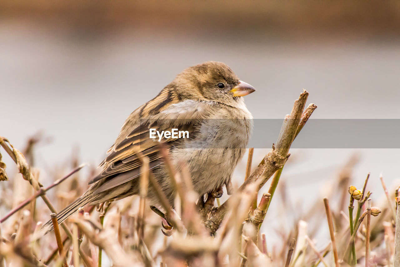 BIRD PERCHING ON TWIG