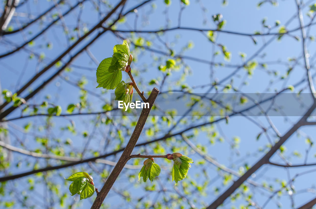 Low angle view of cherry blossoms against sky