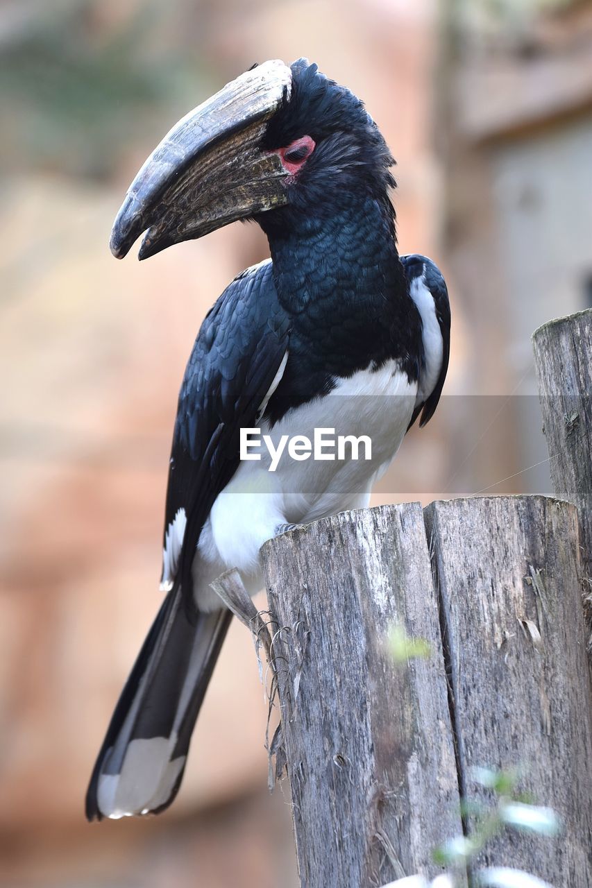 CLOSE-UP OF BIRD PERCHING ON WALL