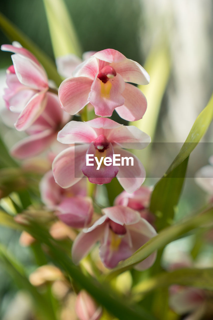 CLOSE-UP OF PINK FLOWERS BLOOMING