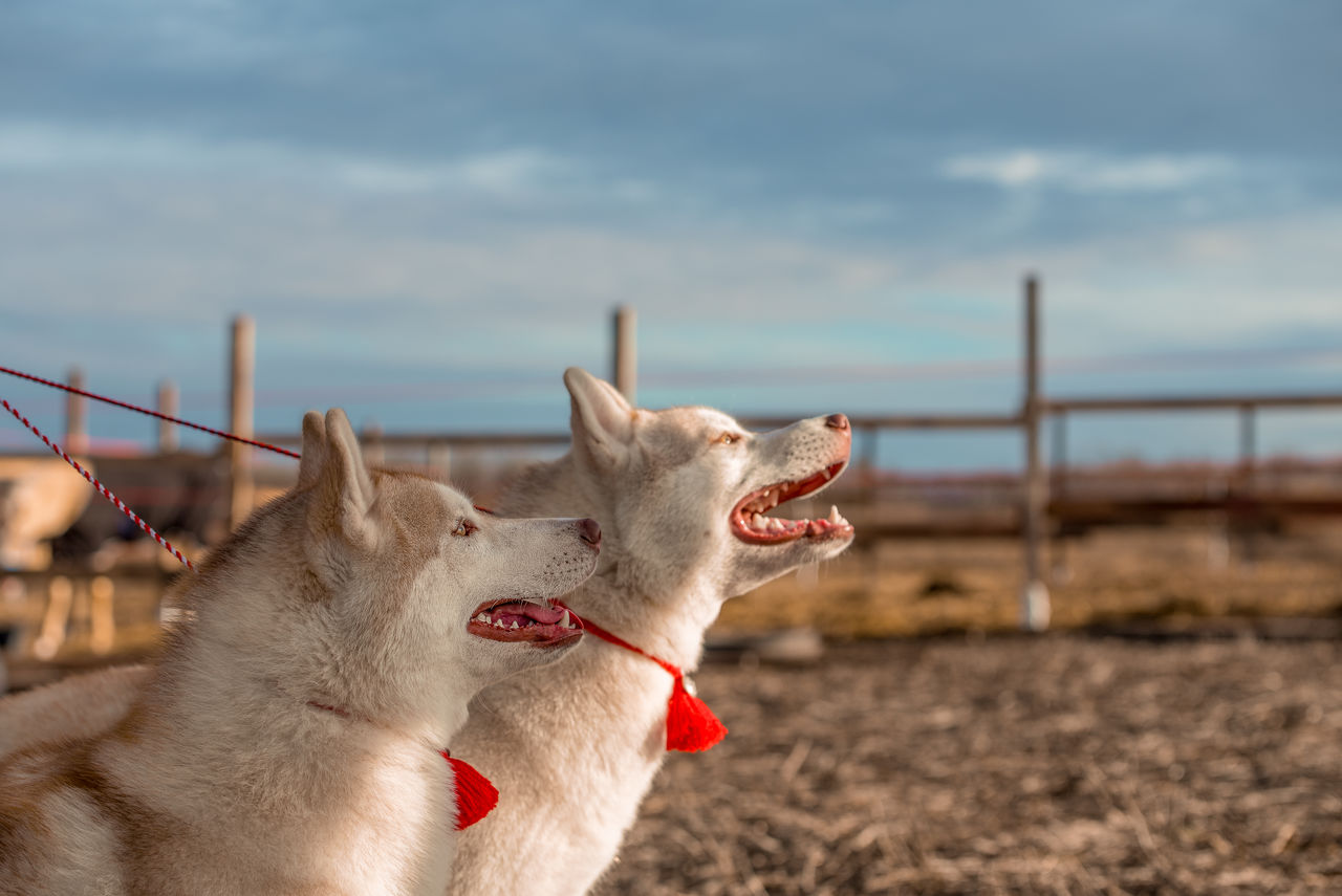 side view of dog standing on field against sky