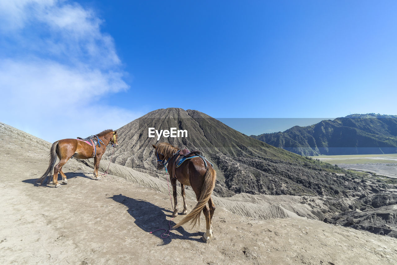 Two horses on mountain against blue sky