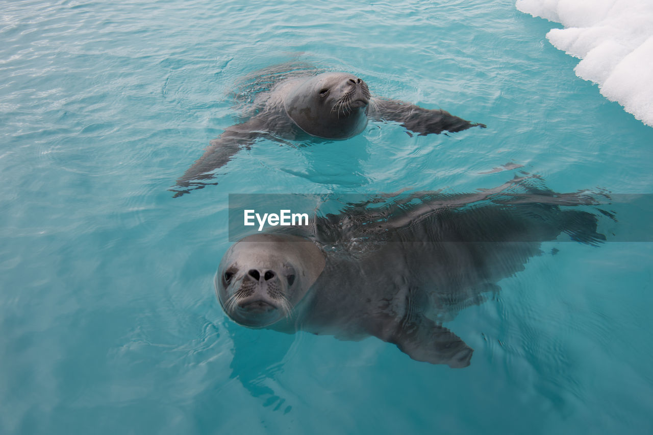 High angle view of seal in ocean