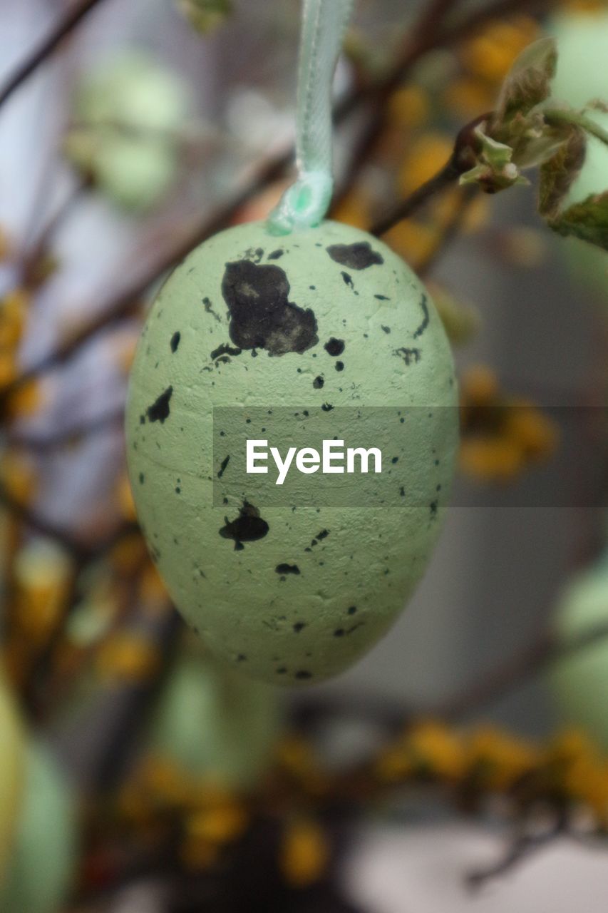 Close-up of easter egg hanging on tree