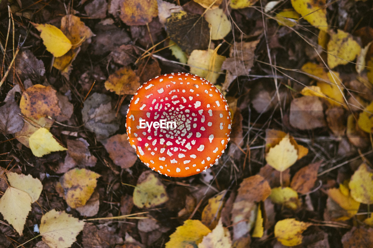 HIGH ANGLE VIEW OF FLY AGARIC MUSHROOM GROWING ON LAND