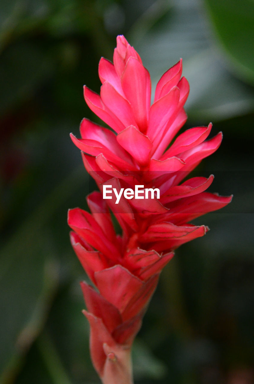 CLOSE-UP OF RED FLOWER BLOOMING