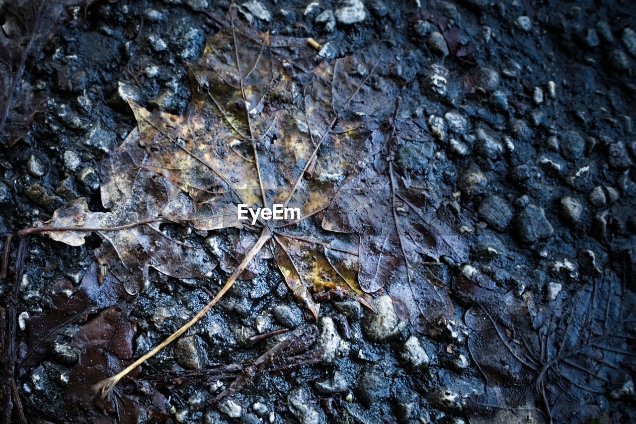 FULL FRAME SHOT OF TREE TRUNK WITH ROCKS