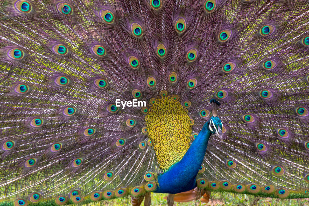 CLOSE-UP OF PEACOCK WITH FEATHERS