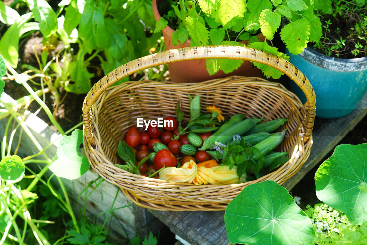 basket, container, food, food and drink, healthy eating, wicker, freshness, plant, picnic basket, vegetable, garden, nature, growth, green, wellbeing, fruit, produce, leaf, plant part, day, agriculture, no people, organic, outdoors, vegetable garden, flower, harvesting, high angle view, tomato