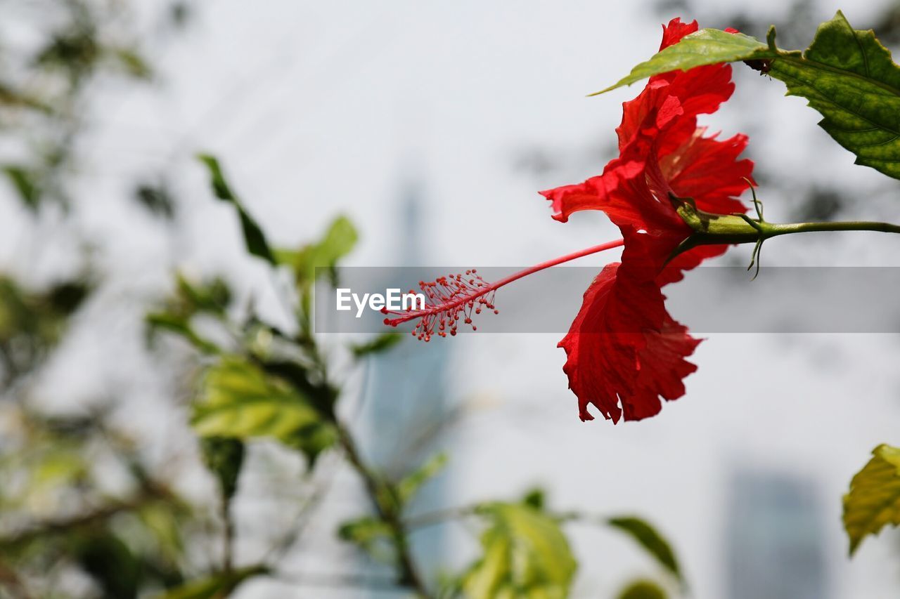 CLOSE-UP OF RED MAPLE LEAVES ON BRANCH