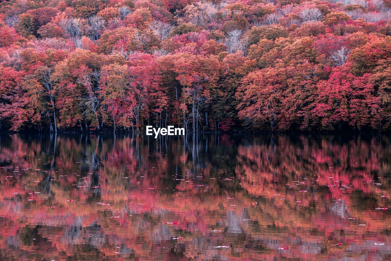 Scenic view of lake in forest during autumn