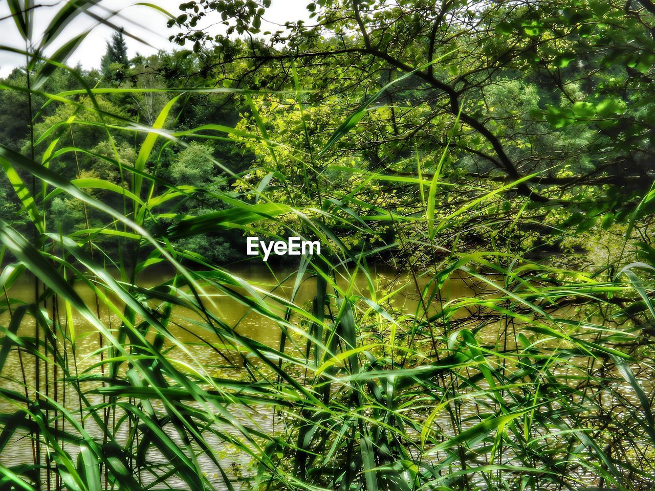 CLOSE-UP OF PLANT IN FOREST