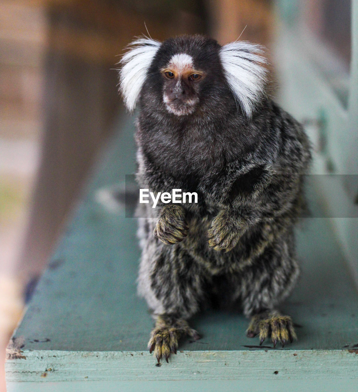Portrait of monkey sitting outdoors