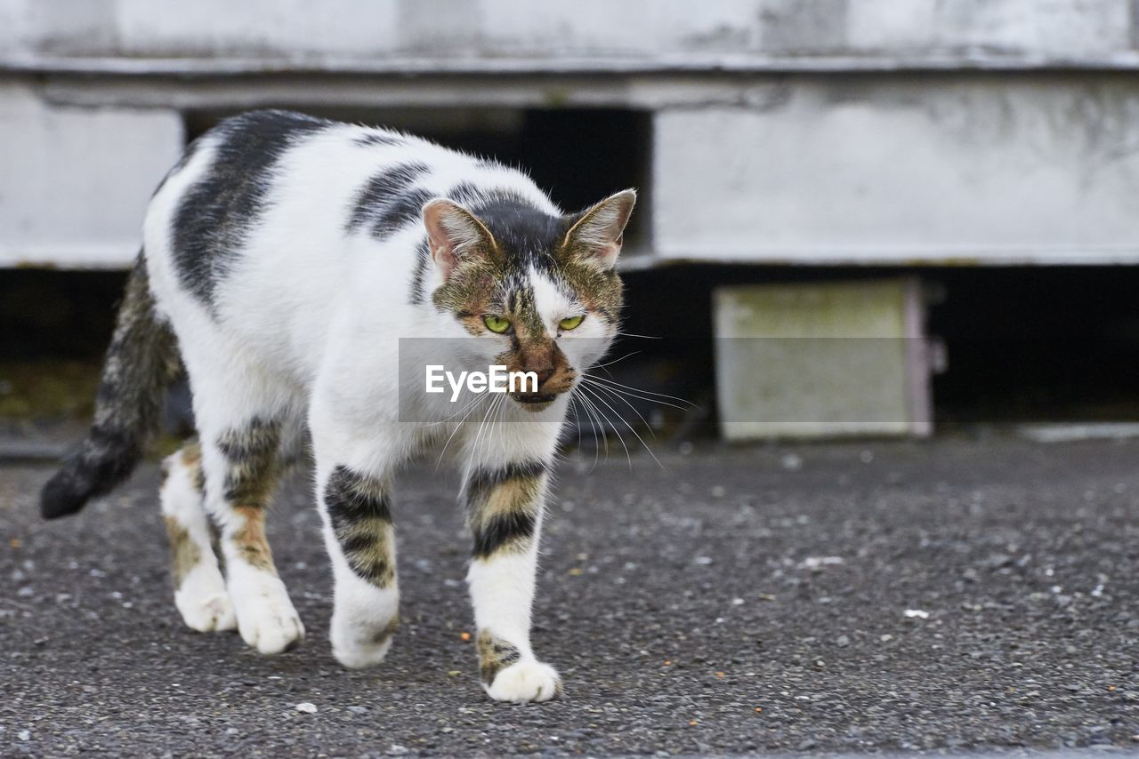 Close-up of cat
