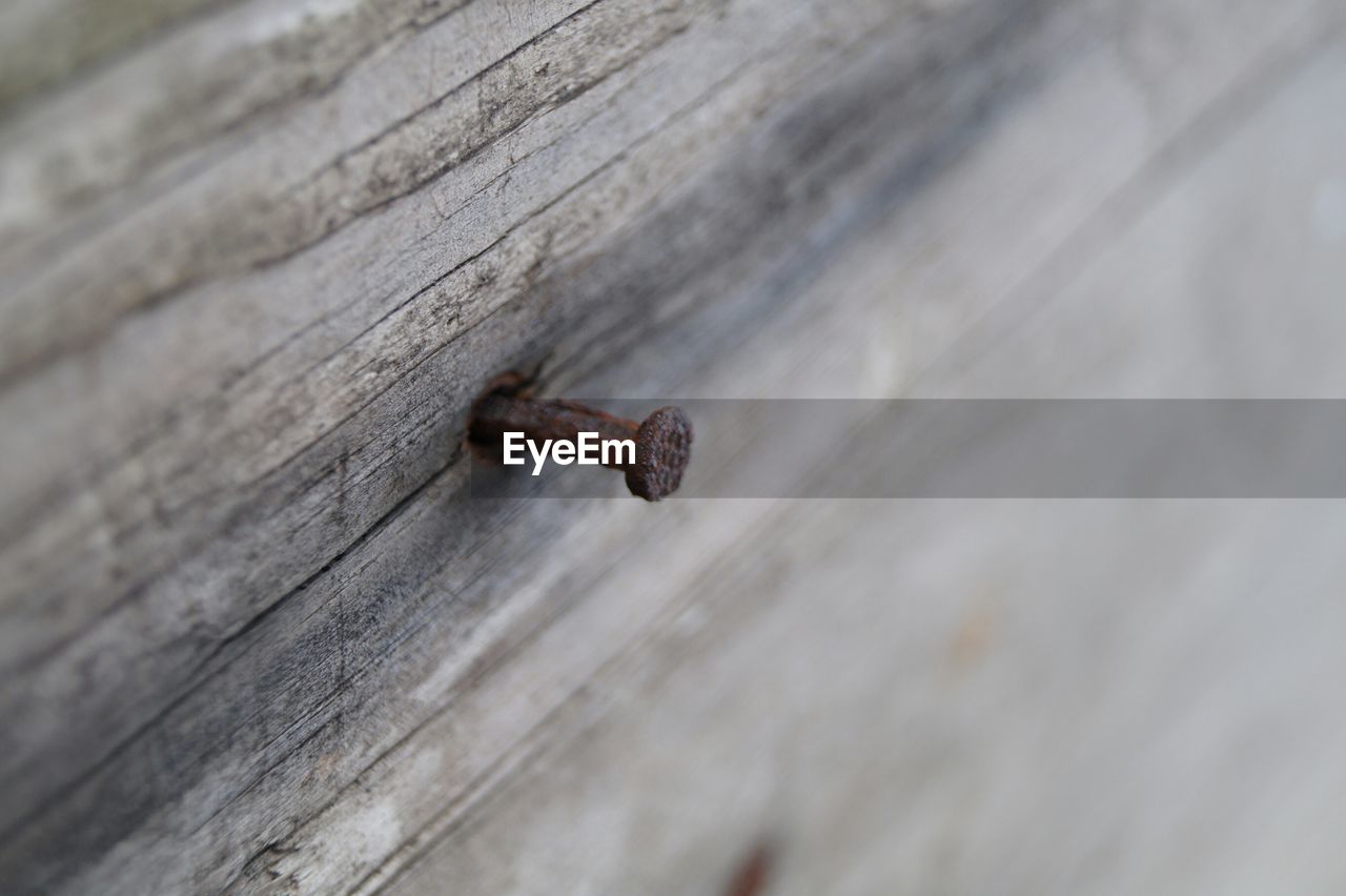 Close-up of rusty nail on wooden plank