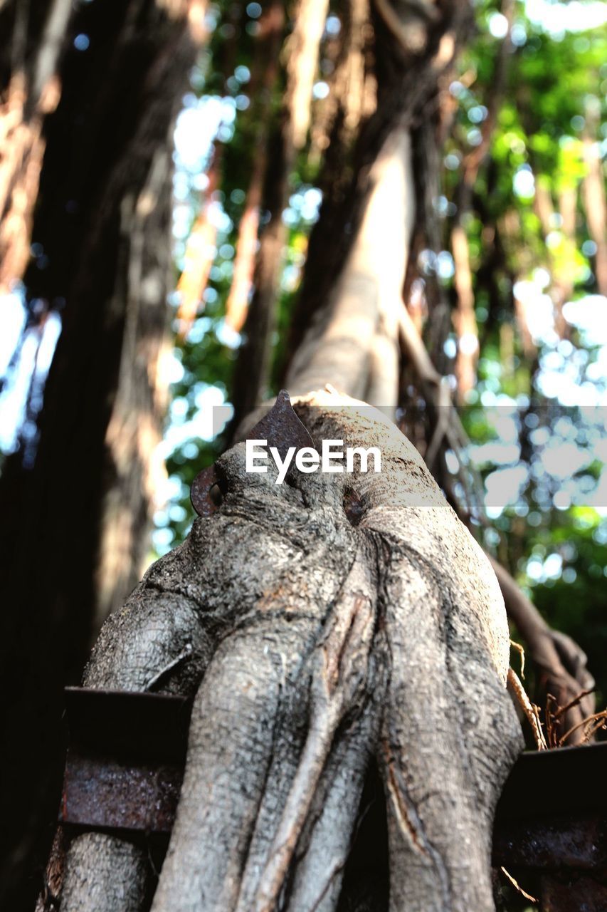 CLOSE-UP OF ELEPHANT IN FOREST