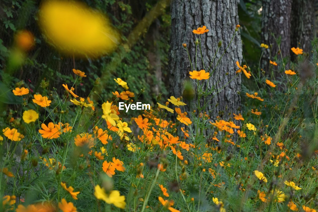 Yellow and orange cosmos flowers blooming in forest