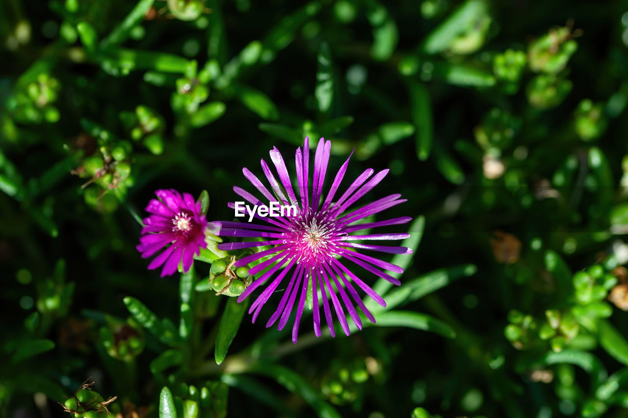 flowering plant, flower, plant, nature, beauty in nature, freshness, purple, close-up, macro photography, flower head, wildflower, plant part, inflorescence, leaf, green, growth, summer, medicine, botany, no people, outdoors, petal, magenta, fragility, blossom, pink, grass, focus on foreground, outdoor pursuit, botanical garden, multi colored, animal wildlife, sunlight, healthcare and medicine, eco tourism, meadow, garden, alternative medicine, day