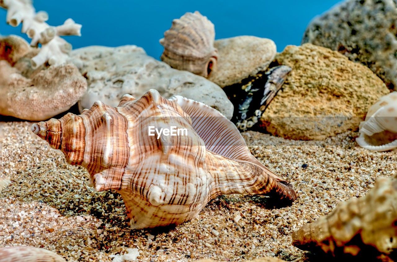 Pleuroploca trapezium or trapezium fascilarium seashell on a sand underwater