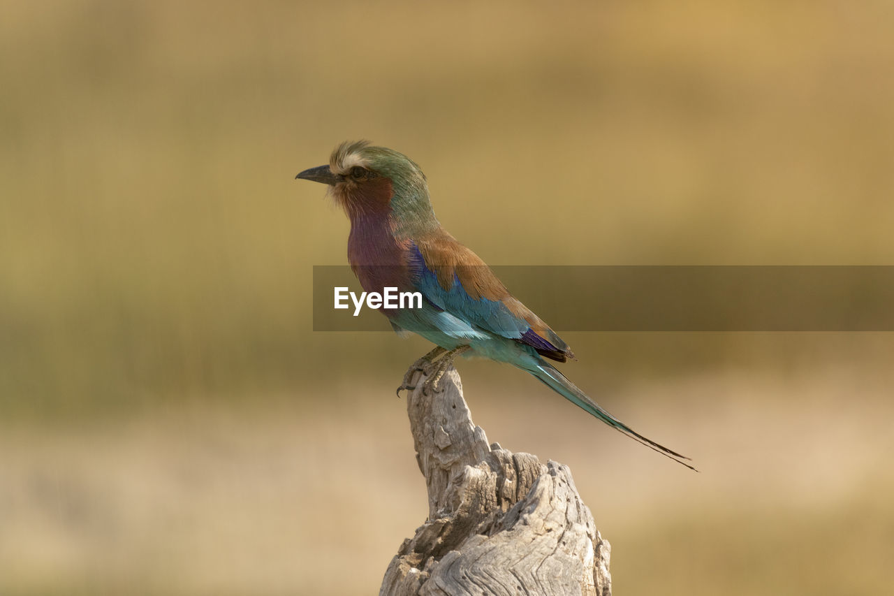 Lilac breasted roller bird perching on a tree trunk