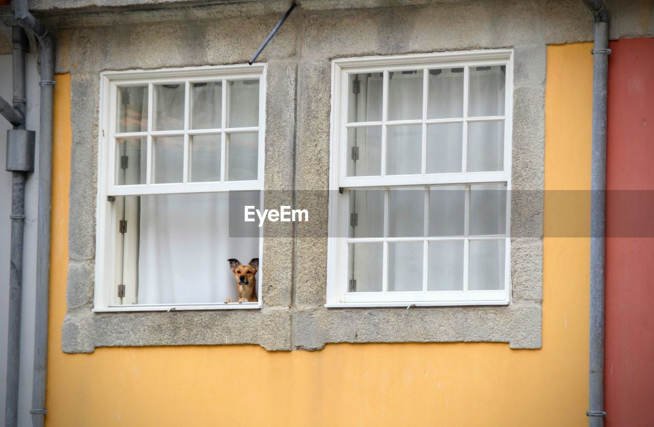 Dog on window